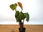 Philodendron Majestic
