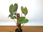 Philodendron Majestic