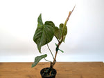 Philodendron Majestic