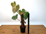 Philodendron Majestic
