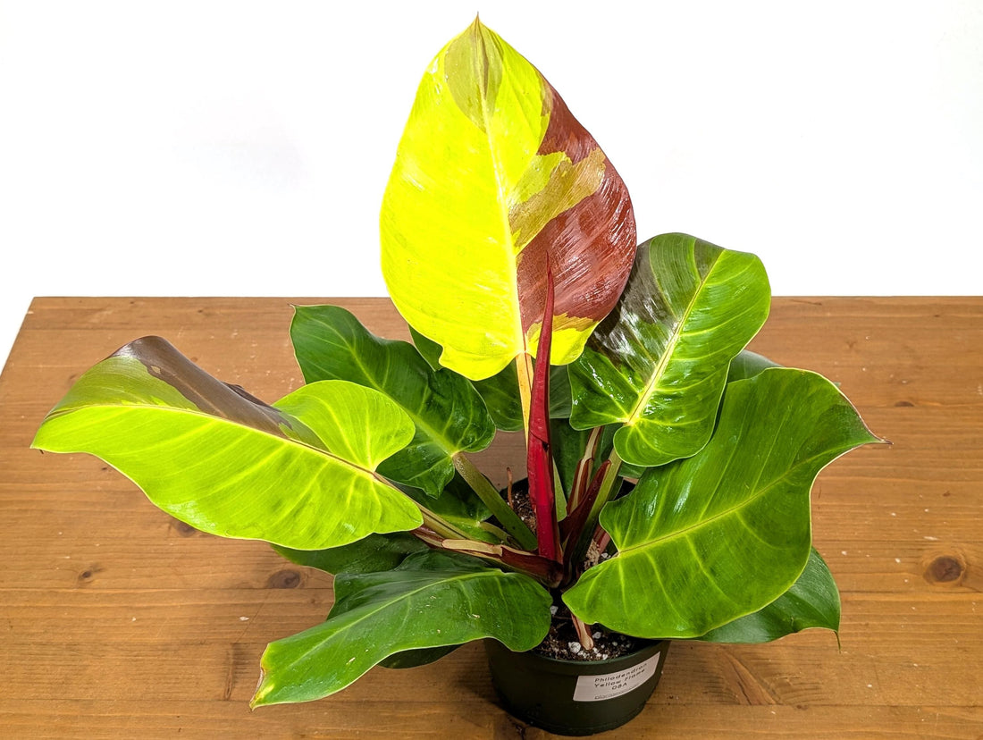 Philodendron Yellow Flame Variegated