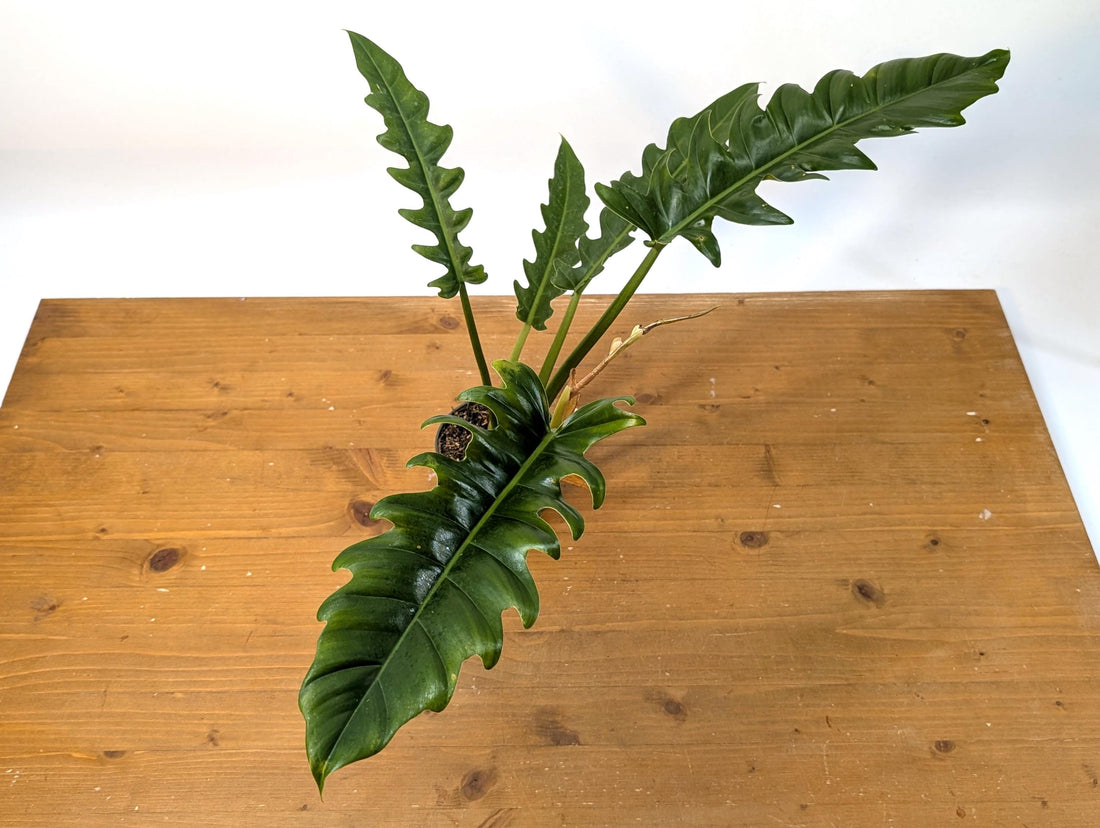 Philodendron Jungle Boogie (Narrow Escape)