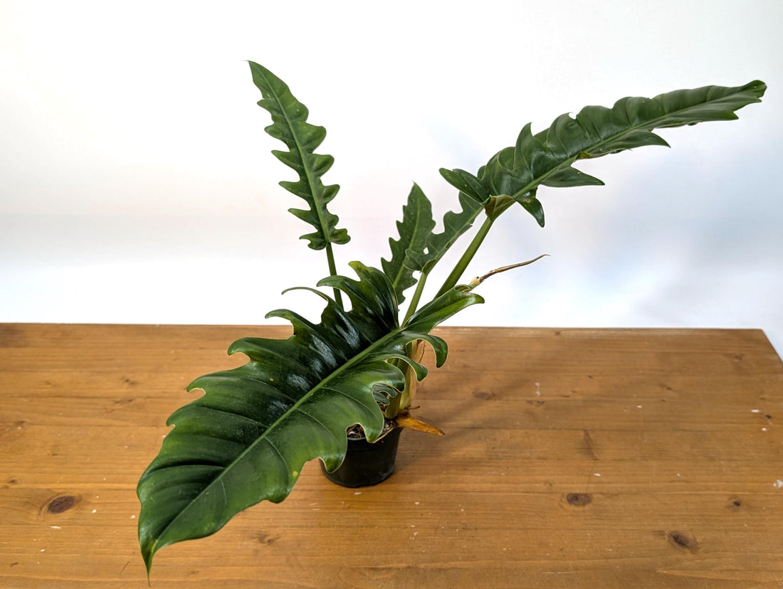 Philodendron Jungle Boogie (Narrow Escape)