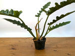 Philodendron Jungle Boogie (Narrow Escape)