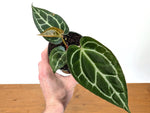 Anthurium Crystallinum