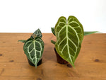 Anthurium Crystallinum