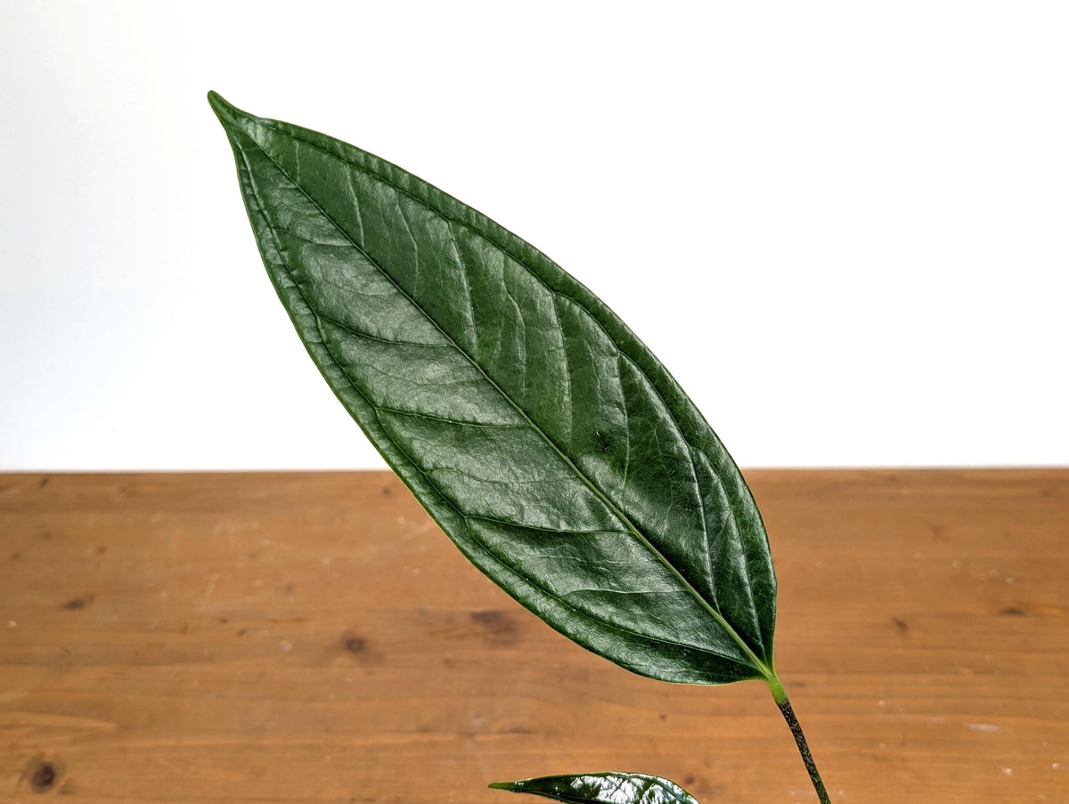 Anthurium Maculosum