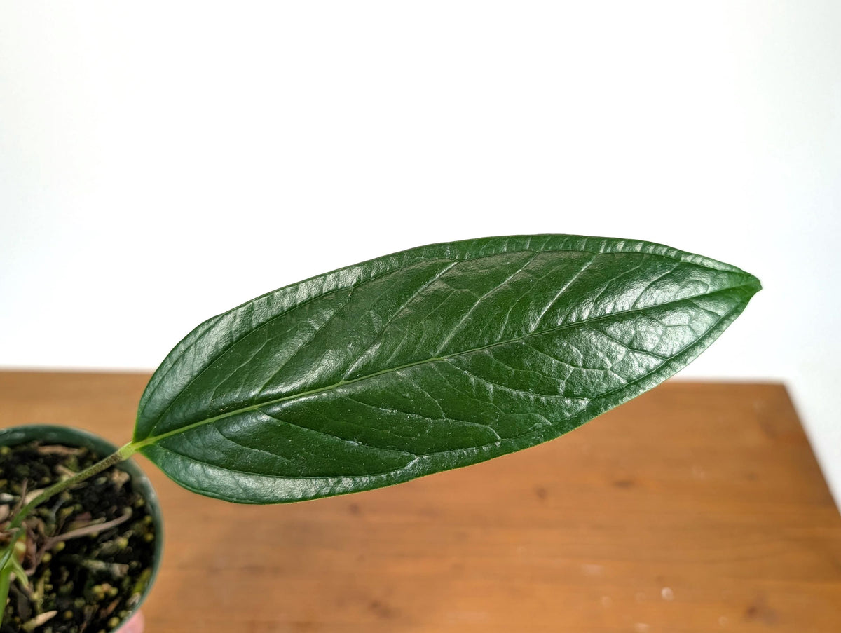Anthurium Maculosum