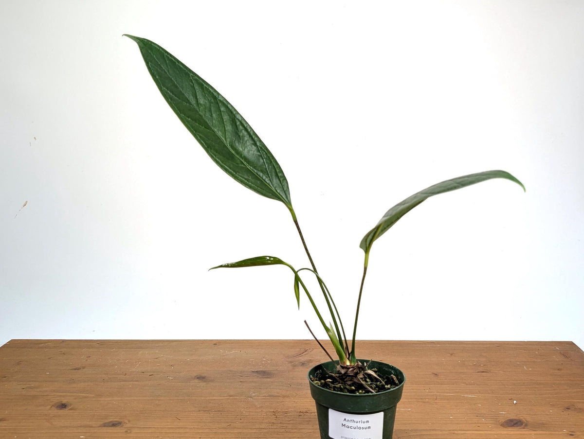Anthurium Maculosum
