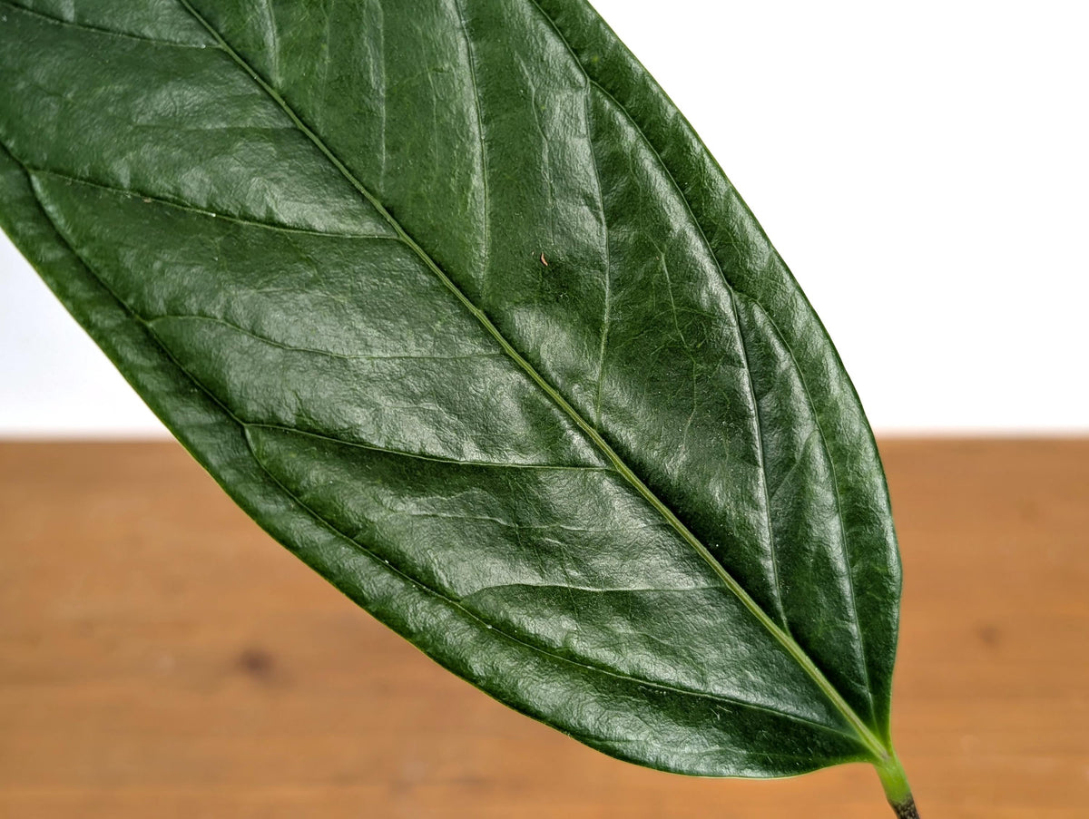 Anthurium Maculosum