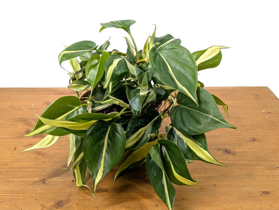 Philodendron Silver Stripe / Philodendron Rio in 6 inch Pot