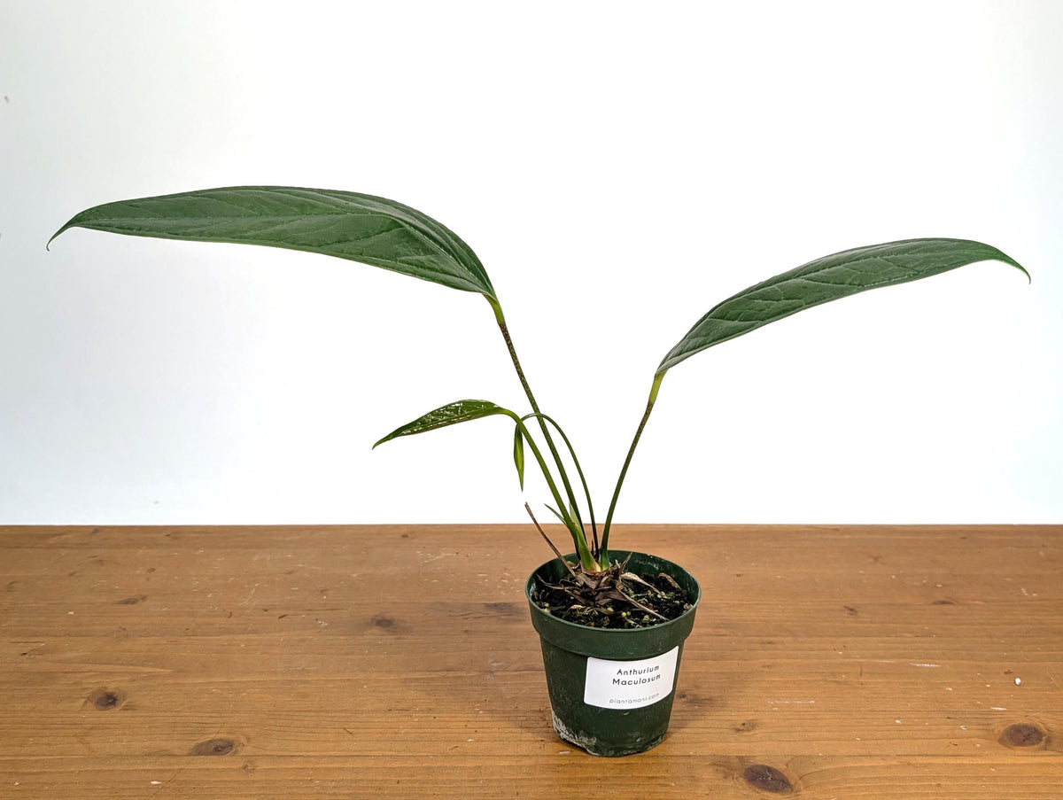 Anthurium Maculosum