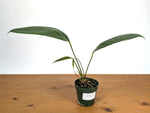 Anthurium Maculosum