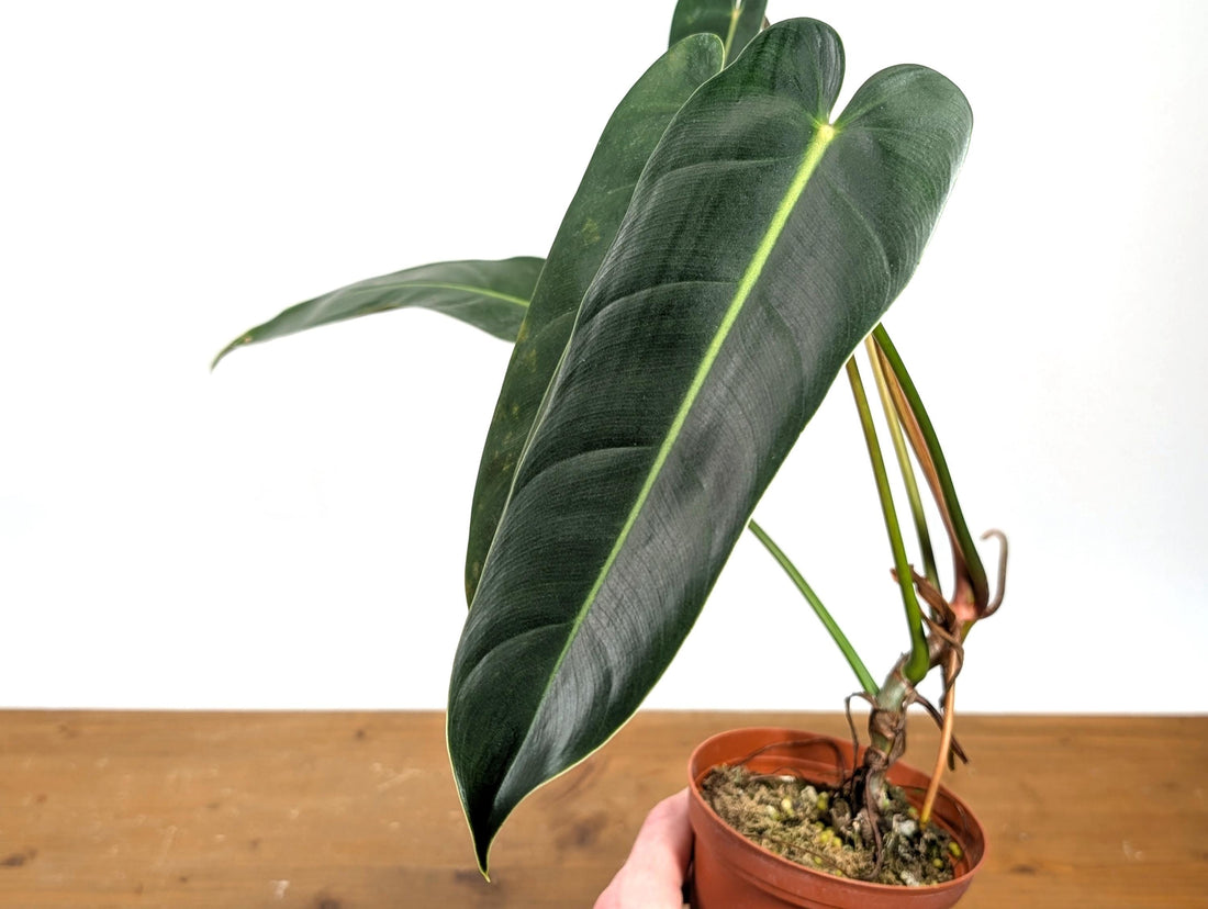 Philodendron Esmeralda Spirit Narrow (Esmeraldense x Spiritus Sancti)