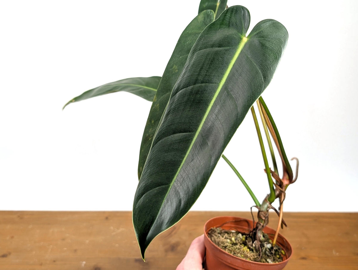 Philodendron Esmeralda Spirit Narrow