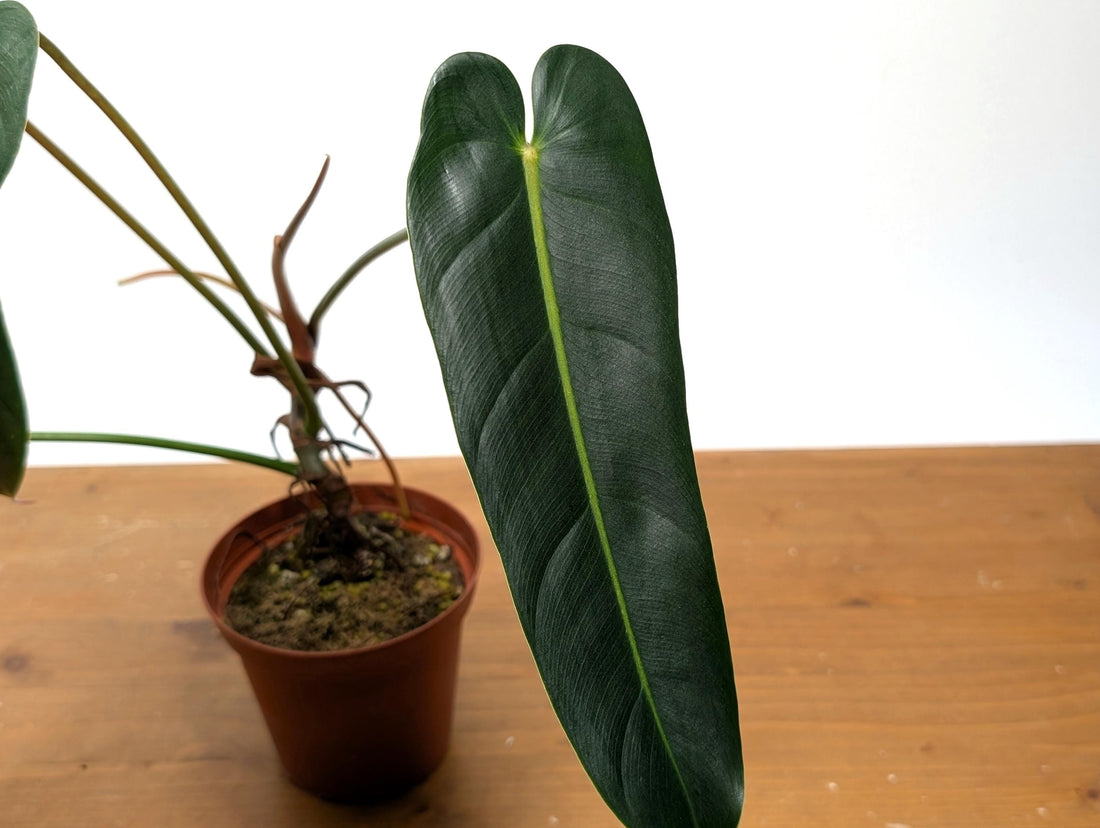 Philodendron Esmeralda Spirit Narrow (Esmeraldense x Spiritus Sancti)