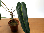 Philodendron Esmeralda Spirit Narrow