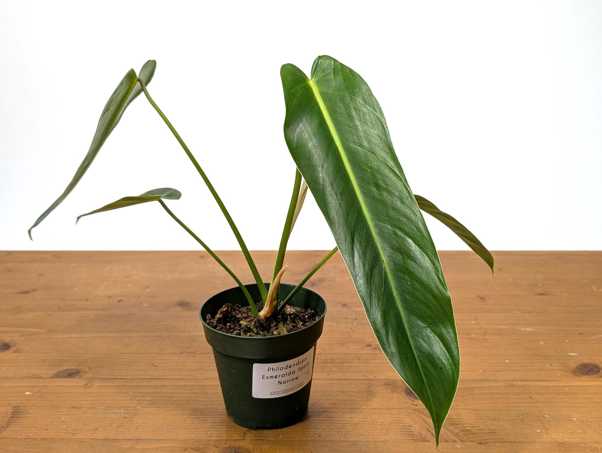 narrow leaf philodendron Philodendron Esmeralda Spirit Narrow