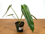 Philodendron Esmeralda Spirit Narrow