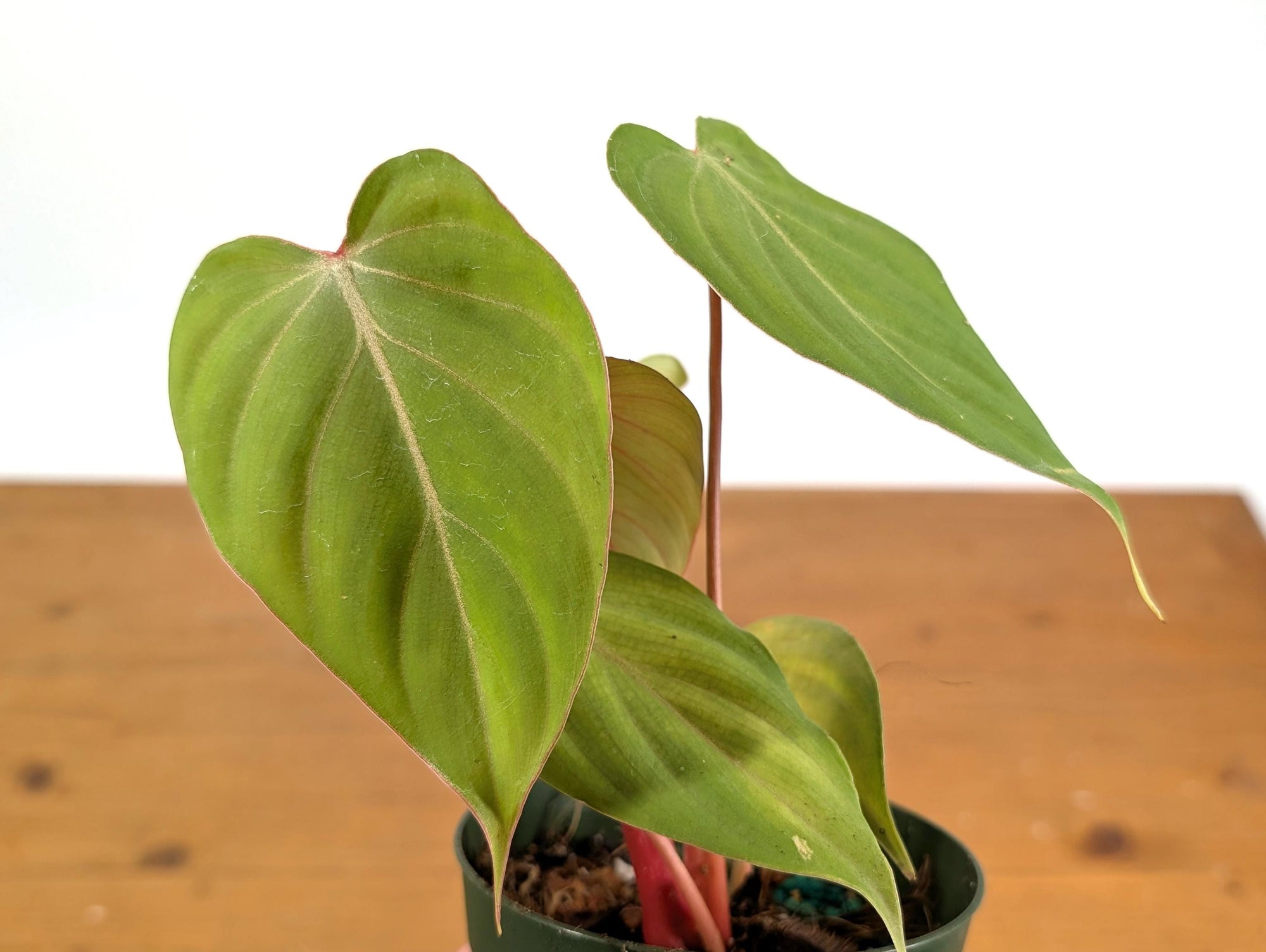 Philodendron Pink Glory (Gloriosum x Lynamii)  Plantamani Plants