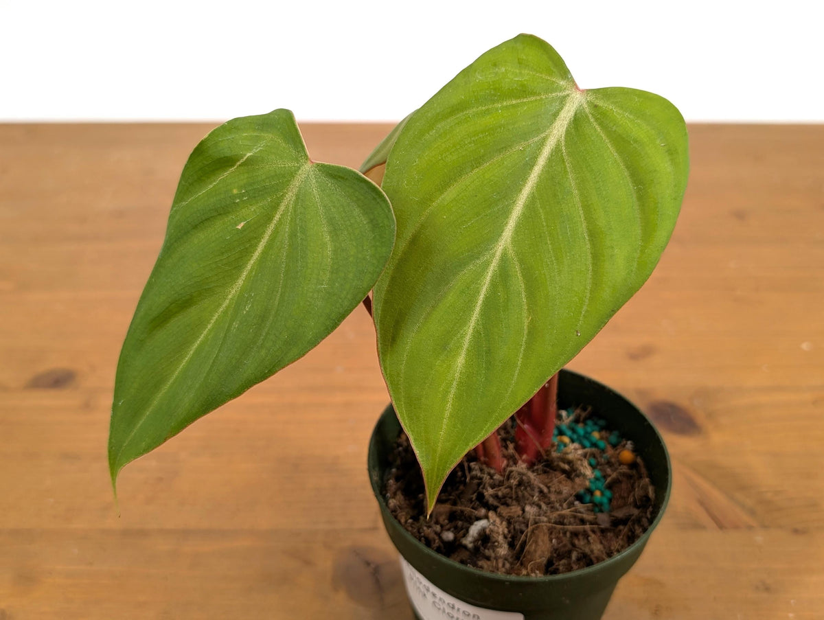 Philodendron Pink Glory (Gloriosum x Lynamii)