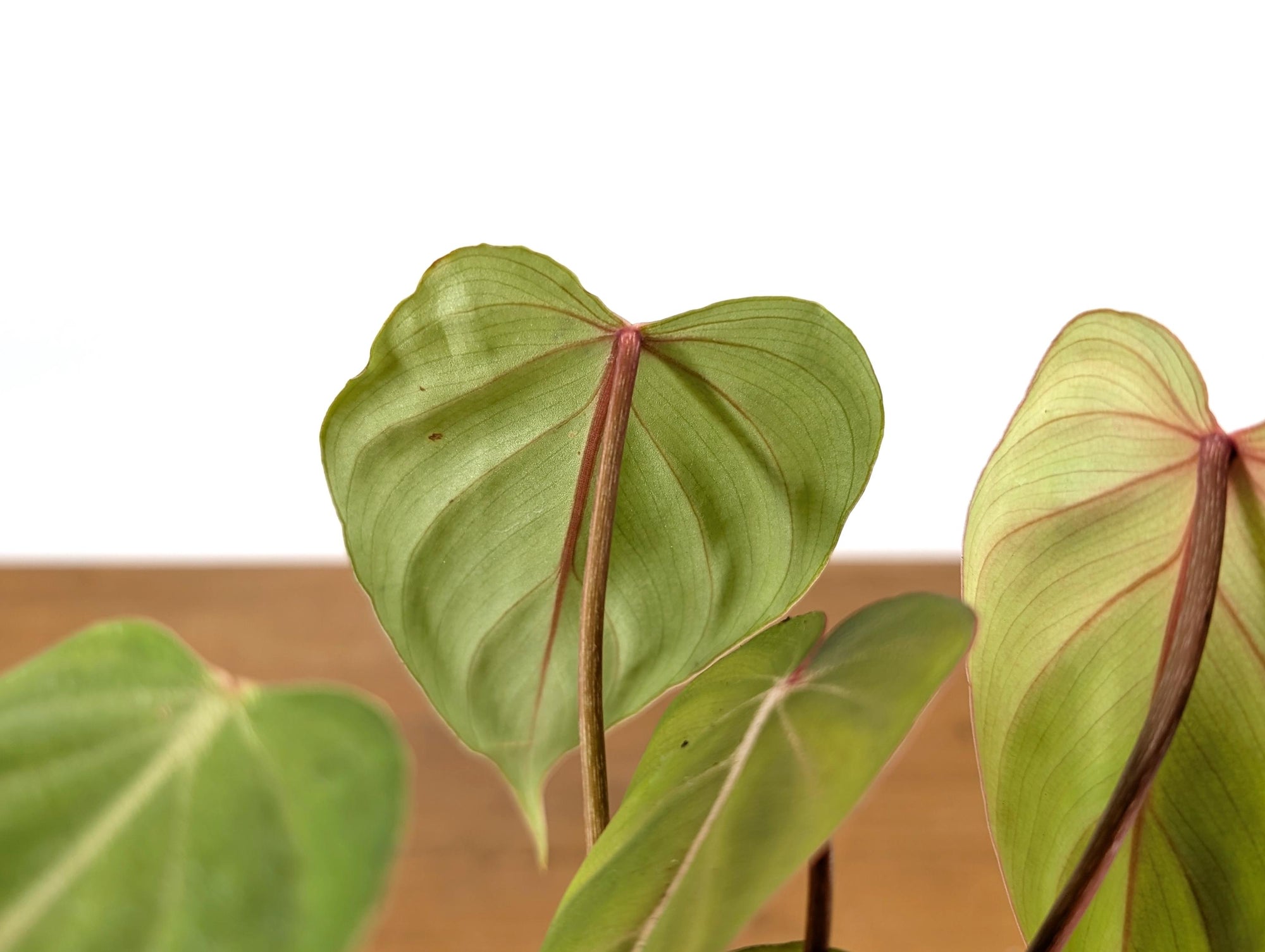 Philodendron Pink Glory (Gloriosum x Lynamii) – Plantamani Plants