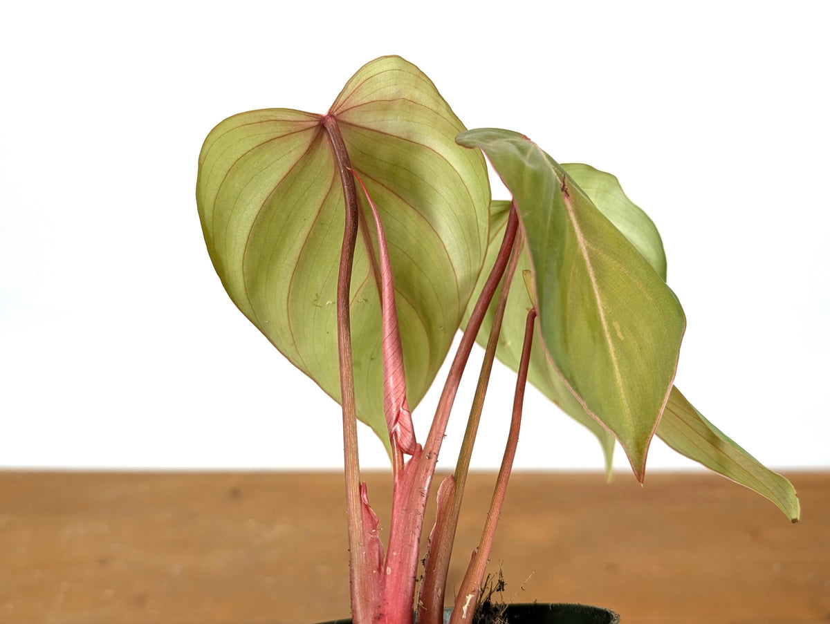 Philodendron Pink Glory (Gloriosum x Lynamii)
