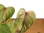 Philodendron Pink Glory (Gloriosum x Lynamii)