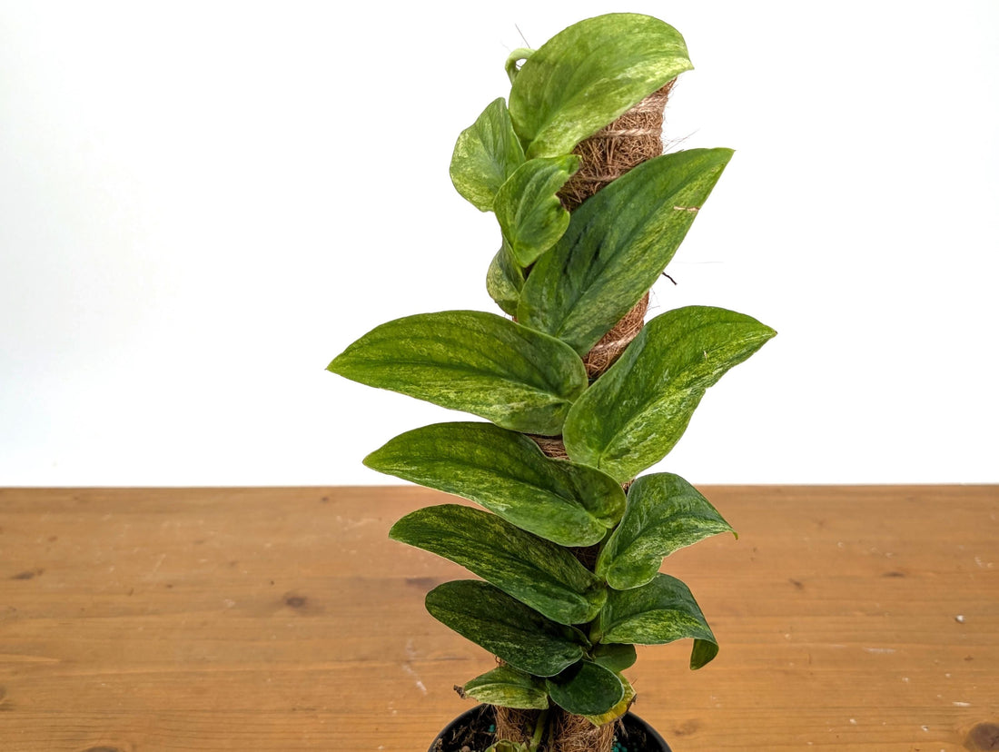 Rhaphidophora Korthalsii &quot;Thai Con&quot; Vareigated Climbing Plant on Moss Pole