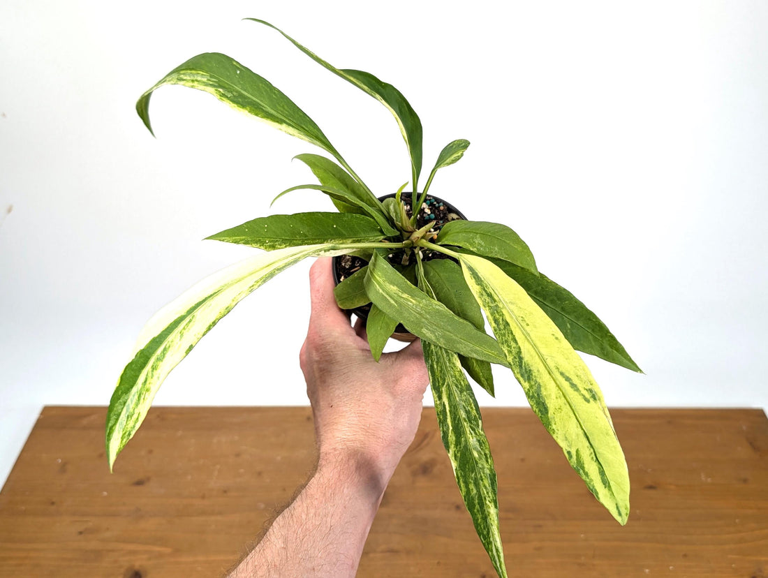 Anthurium Vittarifolium Variegated