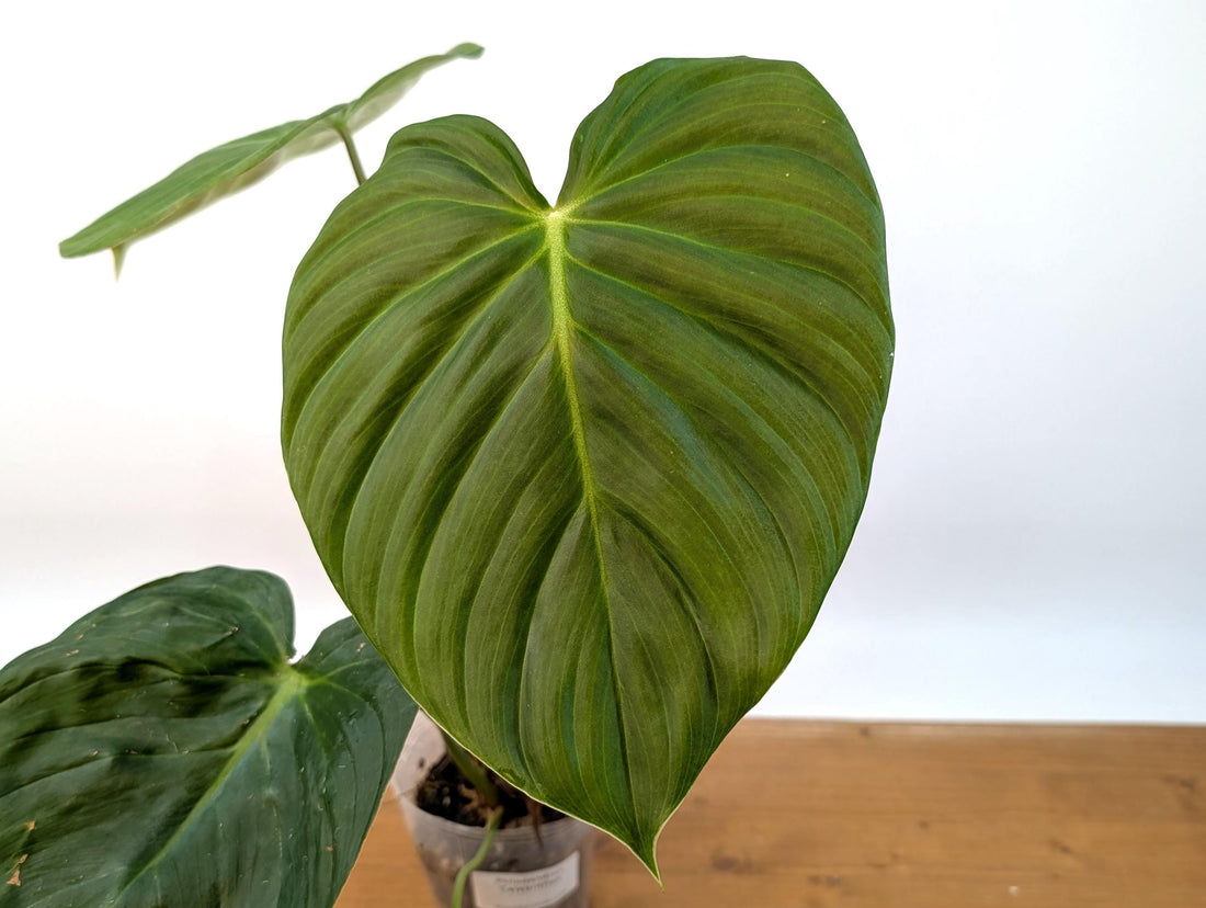 Philodendron Celebration (El Choco Red Rubrijuvenile x Pastazanum)