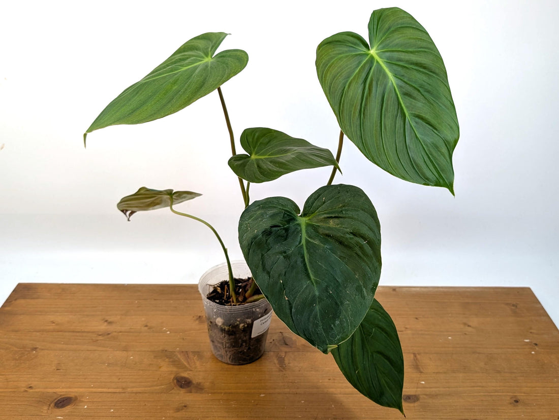 Philodendron Celebration (El Choco Red Rubrijuvenile x Pastazanum)