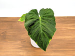 Philodendron Verrucosum Acoiris