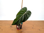 Philodendron Gloriosum x Maximum - Exact Plant #15G