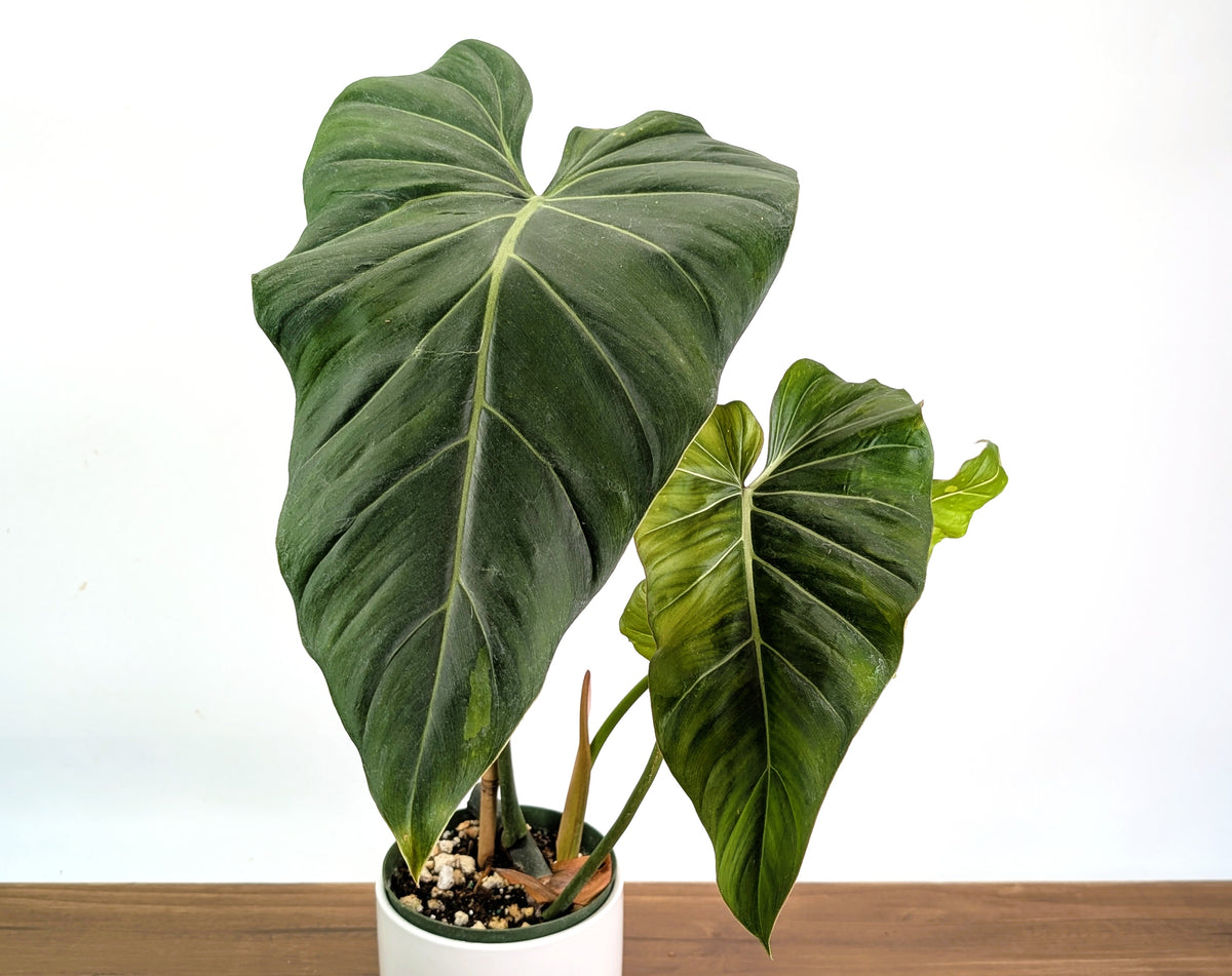 Philodendron Gloriosum x Maximum Variegated - Exact Plant #24A HUGE Leaf over 12" in 6" Pot