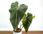 Philodendron Gloriosum x Maximum Variegated - Exact Plant #24A HUGE Leaf over 12" in 6" Pot