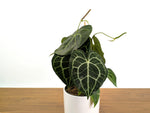 Anthurium Clarinervium Seed Grown Open-Pollinated Hybrids