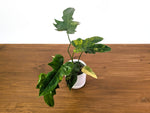 Philodendron Florida Beauty x Mayoi Variegated - Exact Plant #27B in 4" Pot