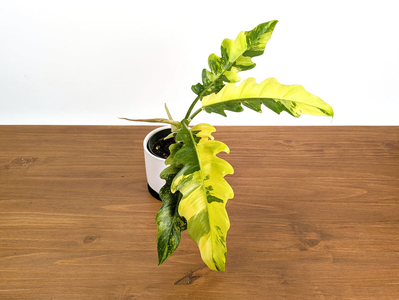 Philodendron Narrow 'Jungle Boogie' Variegated - Exact Plant #20B
