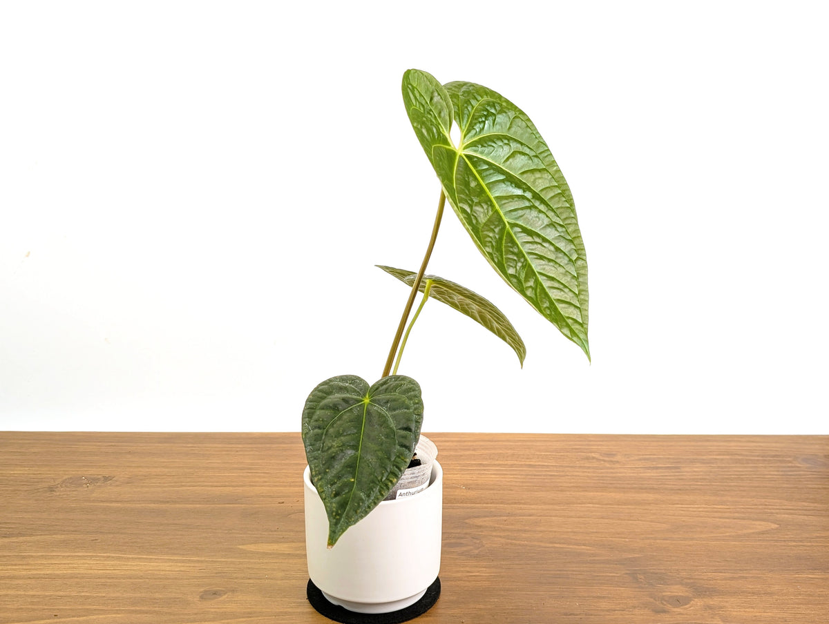Anthurium Forgetii x Luxurians
