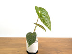 Anthurium Forgetii x Luxurians