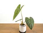 Anthurium Forgetii x Luxurians