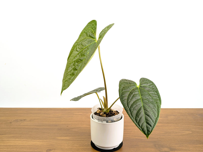 Anthurium Forgetii x Luxurians