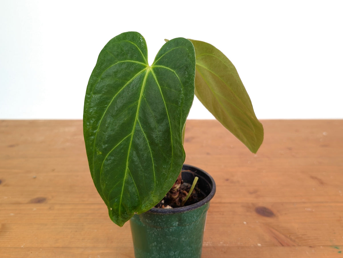Anthurium Silver Blush x Papillilamimum