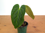 Anthurium Silver Blush x Papillilamimum