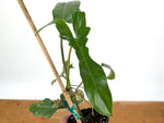 Philodendron Florida Beauty x Mayoi - Exact Plant #10B