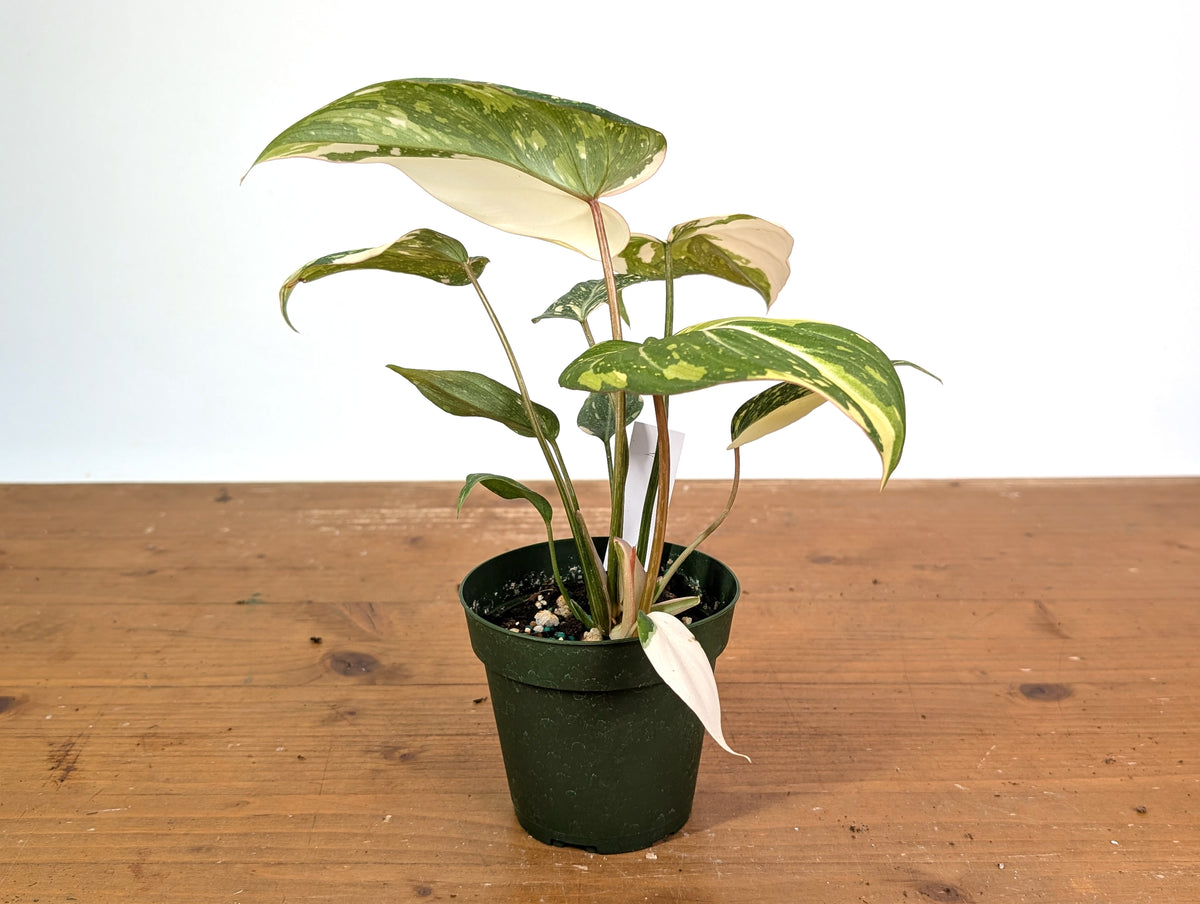 Philodendron Gloriosum Variegated (Type 2) - EXACT Plant #20A