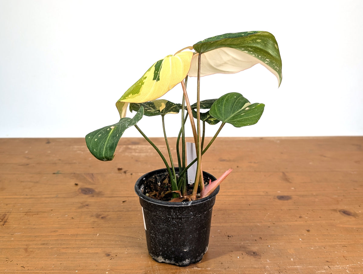Philodendron Gloriosum Variegated (Type 2) - EXACT Plant #19D