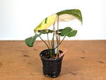 Philodendron Gloriosum Variegated (Type 2) - EXACT Plant #19D