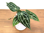 Anthurium Crystallinum x Carlablackiae